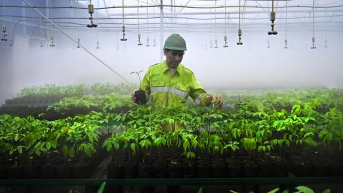 Bukan Sekadar Kewajiban Hukum, Harita Nickel Transformasikan Reklamasi Jadi Komitmen Pemulihan Ekosistem