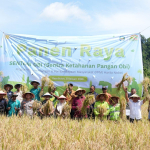 Harita Nickel dan Pemkab Halmahera Selatan Gelar Panen Raya Padi, Produktivitas Petani Obi di atas Rata-rata Nasional